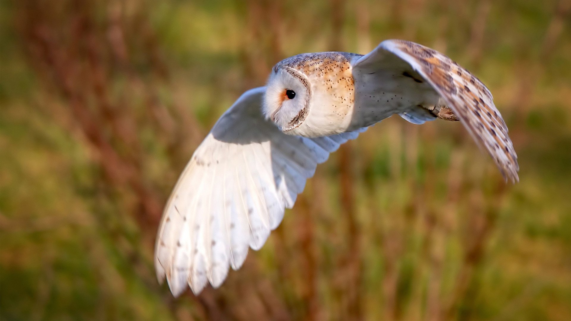 日本男足比赛中表现出顽强意志，日本男足比赛中表现出顽强意志的球员