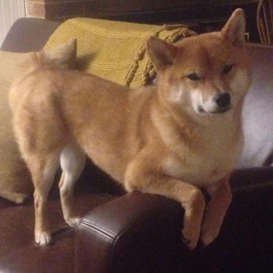 九游网游官网-日本队拼尽全力，只为荣誉！，日本队赞助