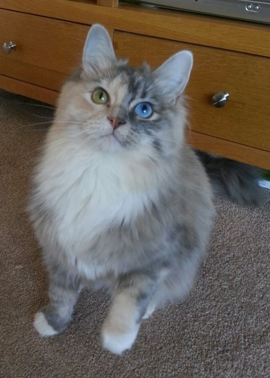 日本骑手高桥洋子在2024年国际马术障碍大奖赛中与“闪电”马匹获得亚军，表现出色。