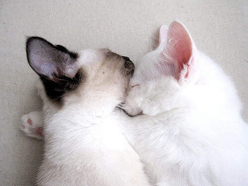 逆境中的坚持：车手战胜挫折的心路历程，关于车手的励志语录