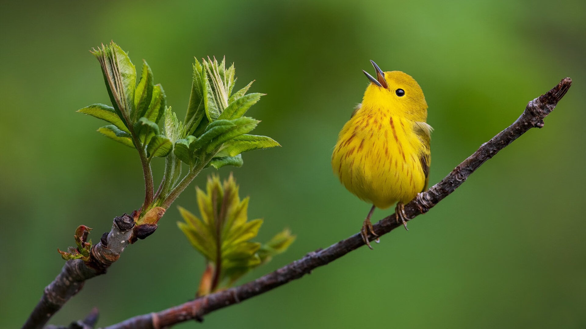 九游-青年热潮：意甲新秀未来无限可能，意甲新赛季赛程公布