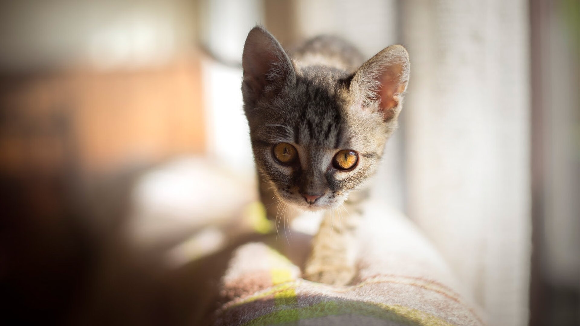 九游下载官网-上海绿地申花将迎战广州恒大，巅峰对抗引人期待！，上海绿地申花阵容