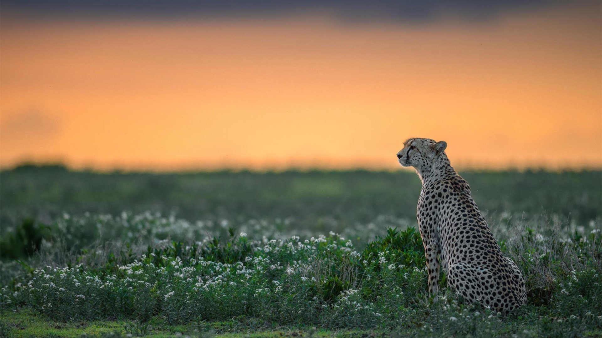 九游网页版入口-利比亚队惊险逼平，突尼斯队难抵压力，比利时5_2突尼斯集锦