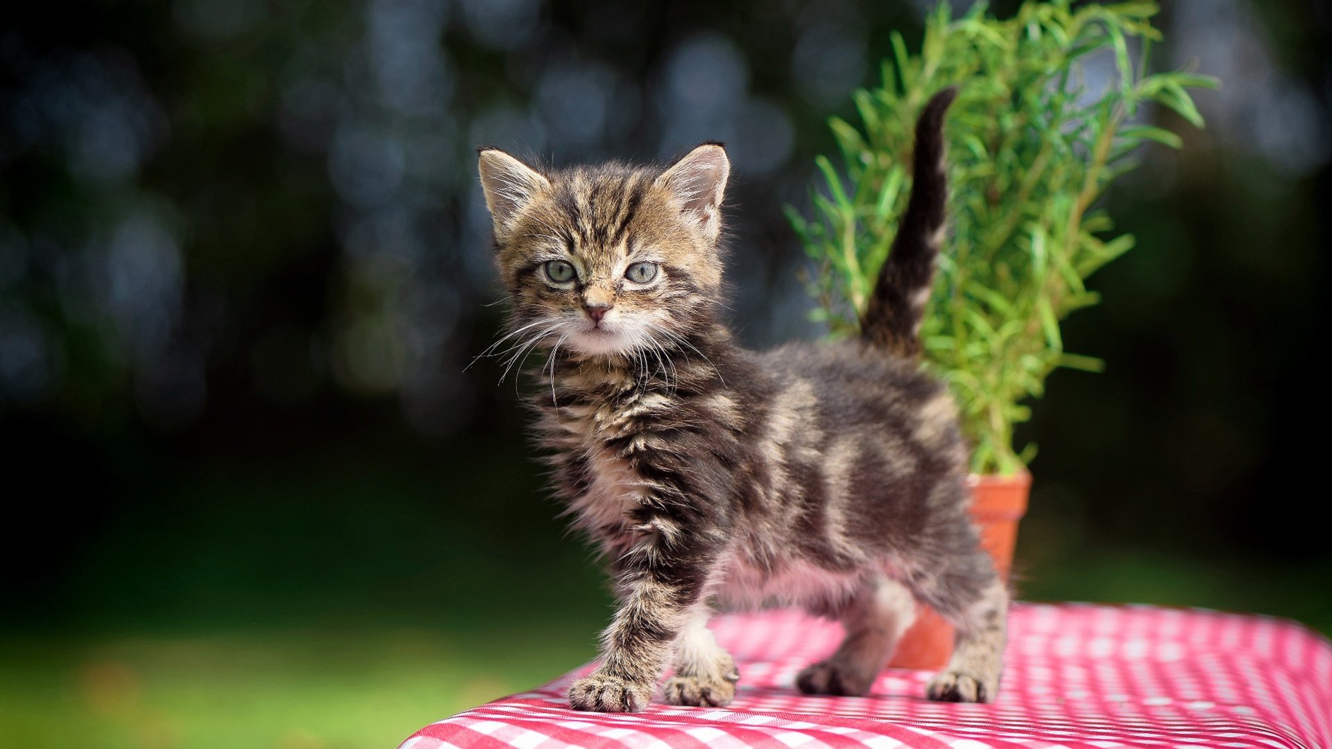 九游官网pc-塞尔塔大翻盘，瓦伦西亚遭遇失利，塞维利亚瓦伦西亚谁更强