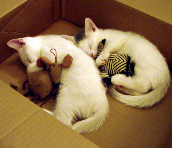 九游下载官网-意大利柔道选手在男子比赛中获得金牌，柔道里约奥运会