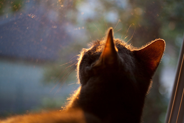 九游网页版官网-日本队备战亚洲杯，目标再创新高，日本亚洲杯预选赛名单