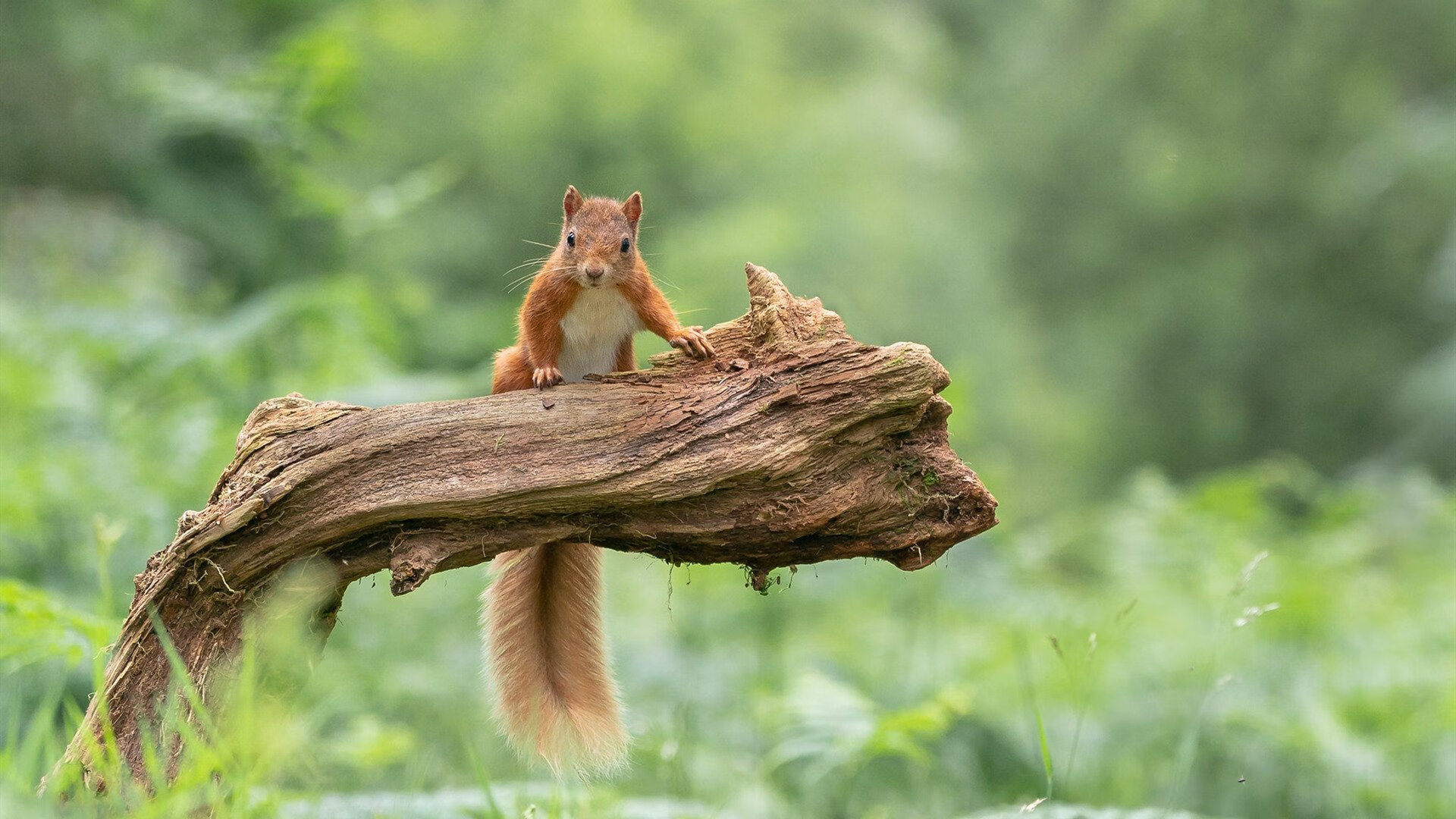 九游下载官网-澳大利亚选手领先一步，锐气十足，澳大利亚powerball