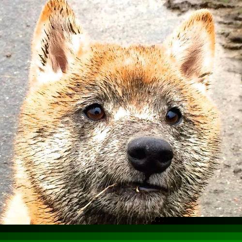 九游网页版官网入口-阿贾克斯主帅派出强阵备战欧冠半决赛，阿贾克斯主帅派出强阵备战欧冠半决赛视频