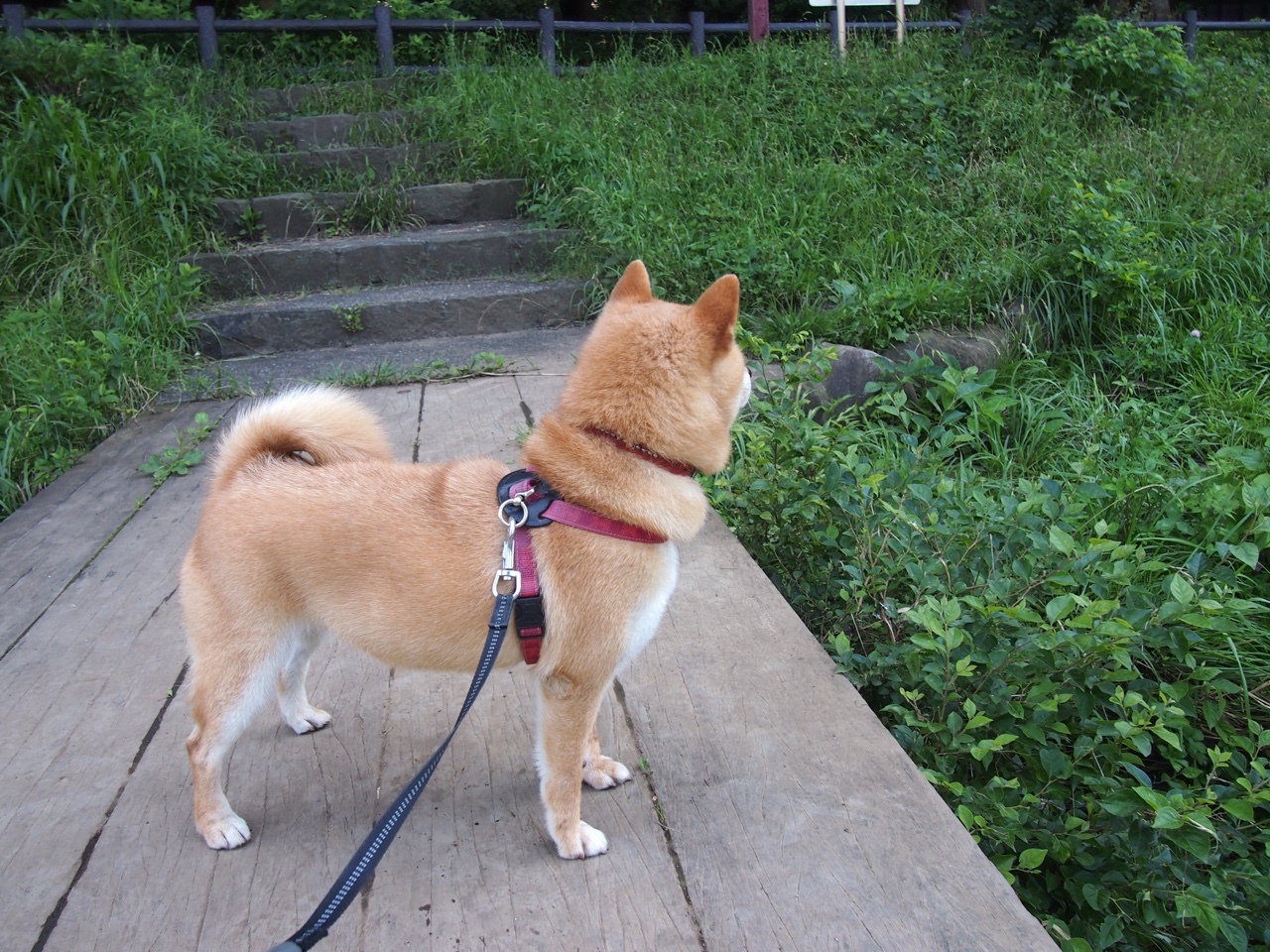 法甲“冠军争夺战”：巴黎圣日耳曼迎战紧咬不放的对手