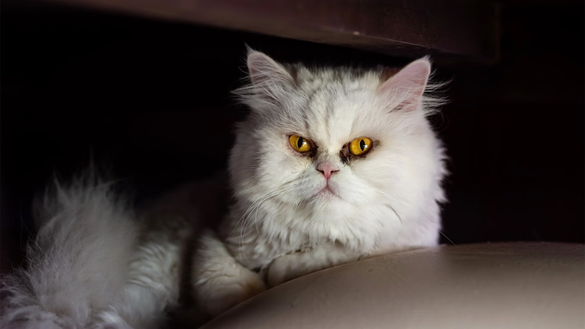 JiuyouAPP下载-“自由搏击热血沸腾，四川省体育馆迎来强者对决”