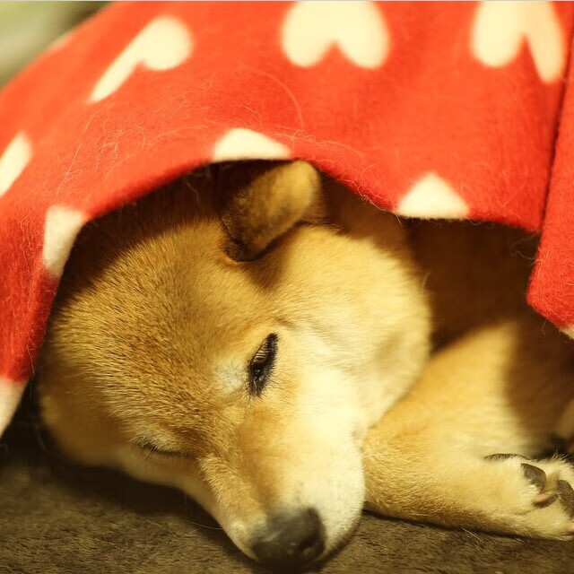 九游娱乐官网 (JIUYOU)-中国三人女篮发展潜力巨大 期待未来辉煌，中国三人女篮选手