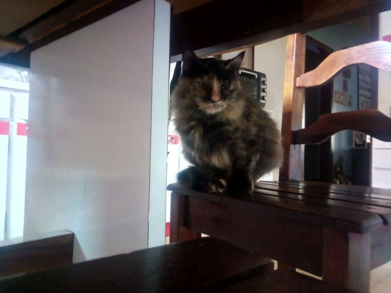 九游网-青年联赛转播上星未来之星崭露头角，2021未来之星上海青少年国际标准舞公开赛