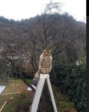 九游APP官网-“尼古拉斯·桑特基的防守与进攻兼备，为阿根廷美洲狮队带来致命威胁”