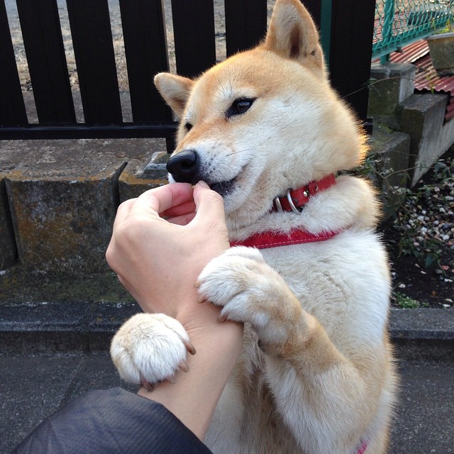 南非女将团体协作展现整体实力，南非女预警