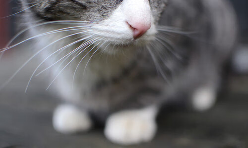 大学篮球联赛发展策略聚焦人才培养和竞赛水平提升，大学生篮球联赛参赛球队