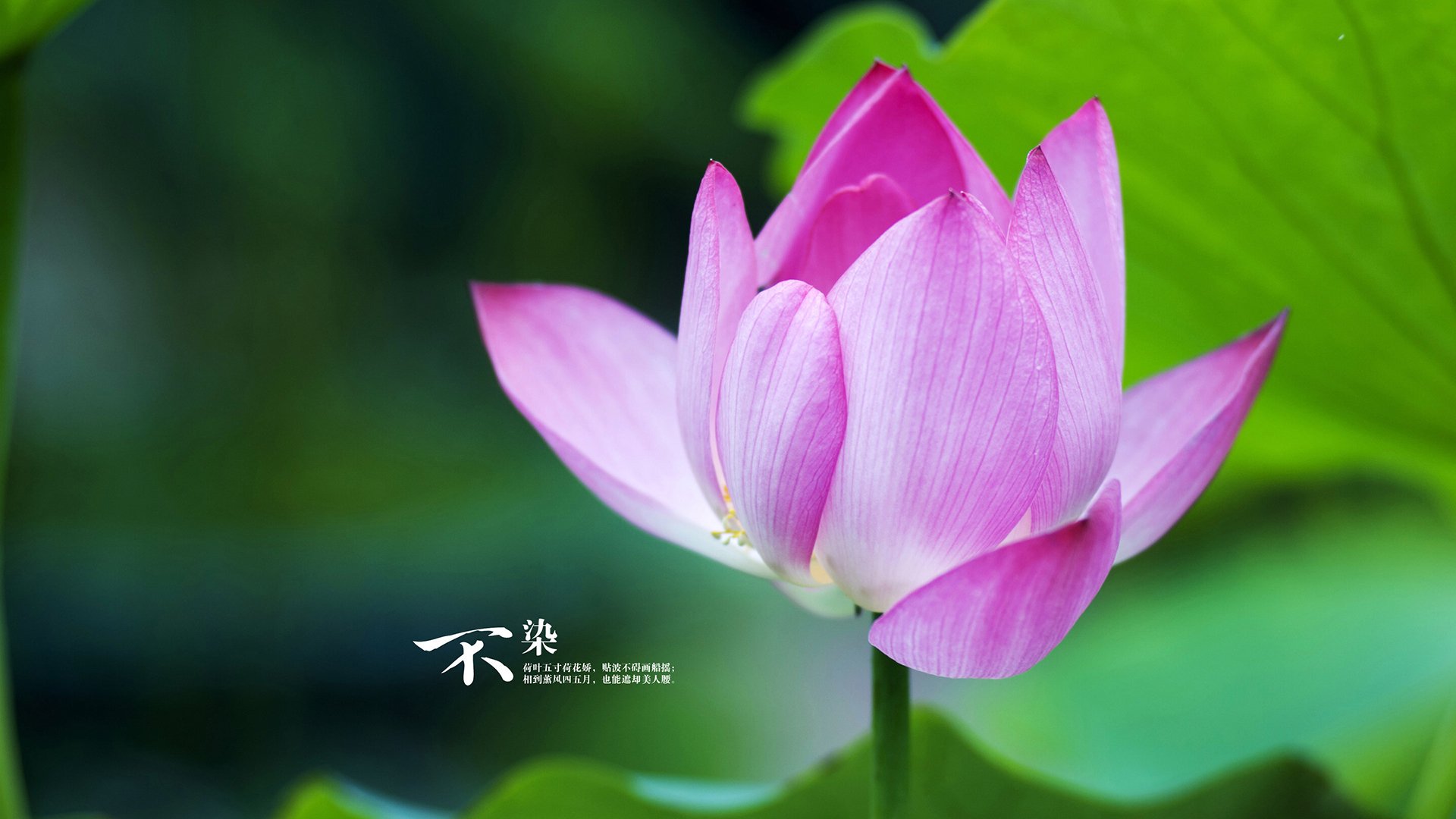 九游app下载中心-朱婷签约海外俱乐部出征新赛季，朱婷去国外球队了吗