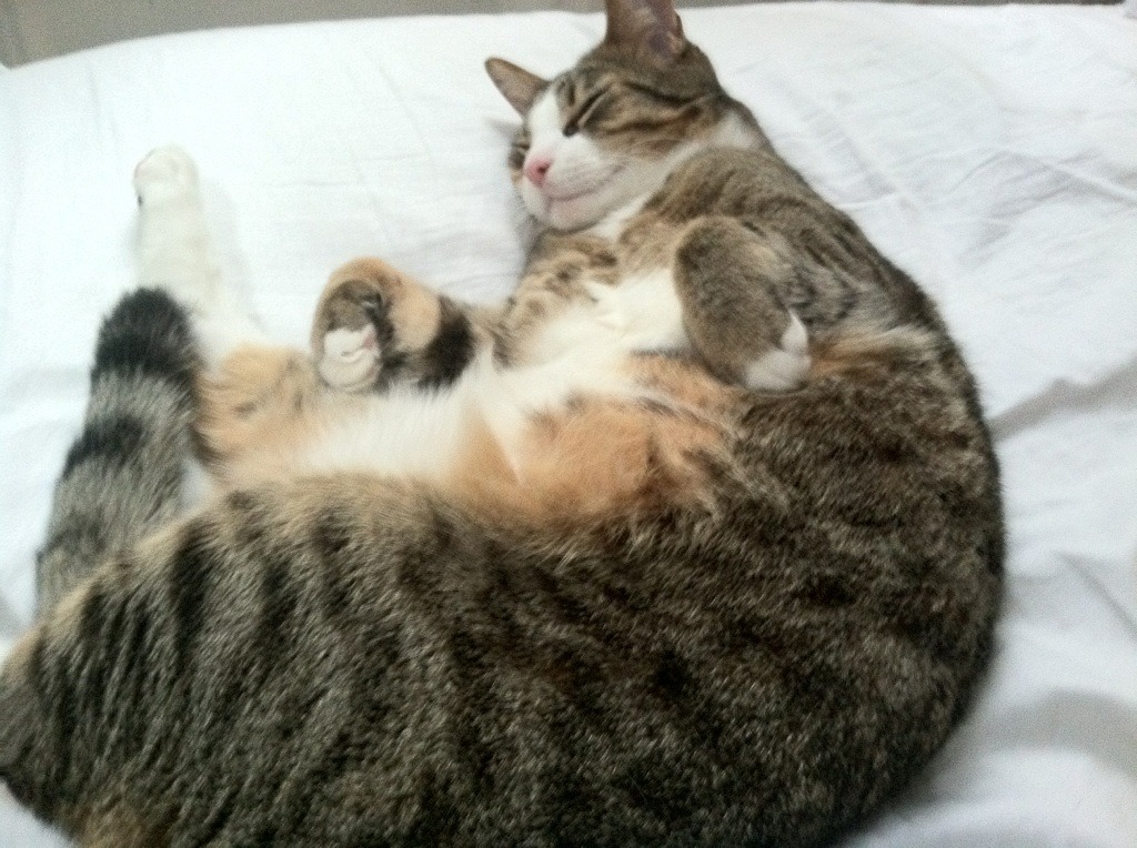 九游网页版入口-社交平台球员话题热度不减影响力逐步扩大带动球队品牌传播，社交足球