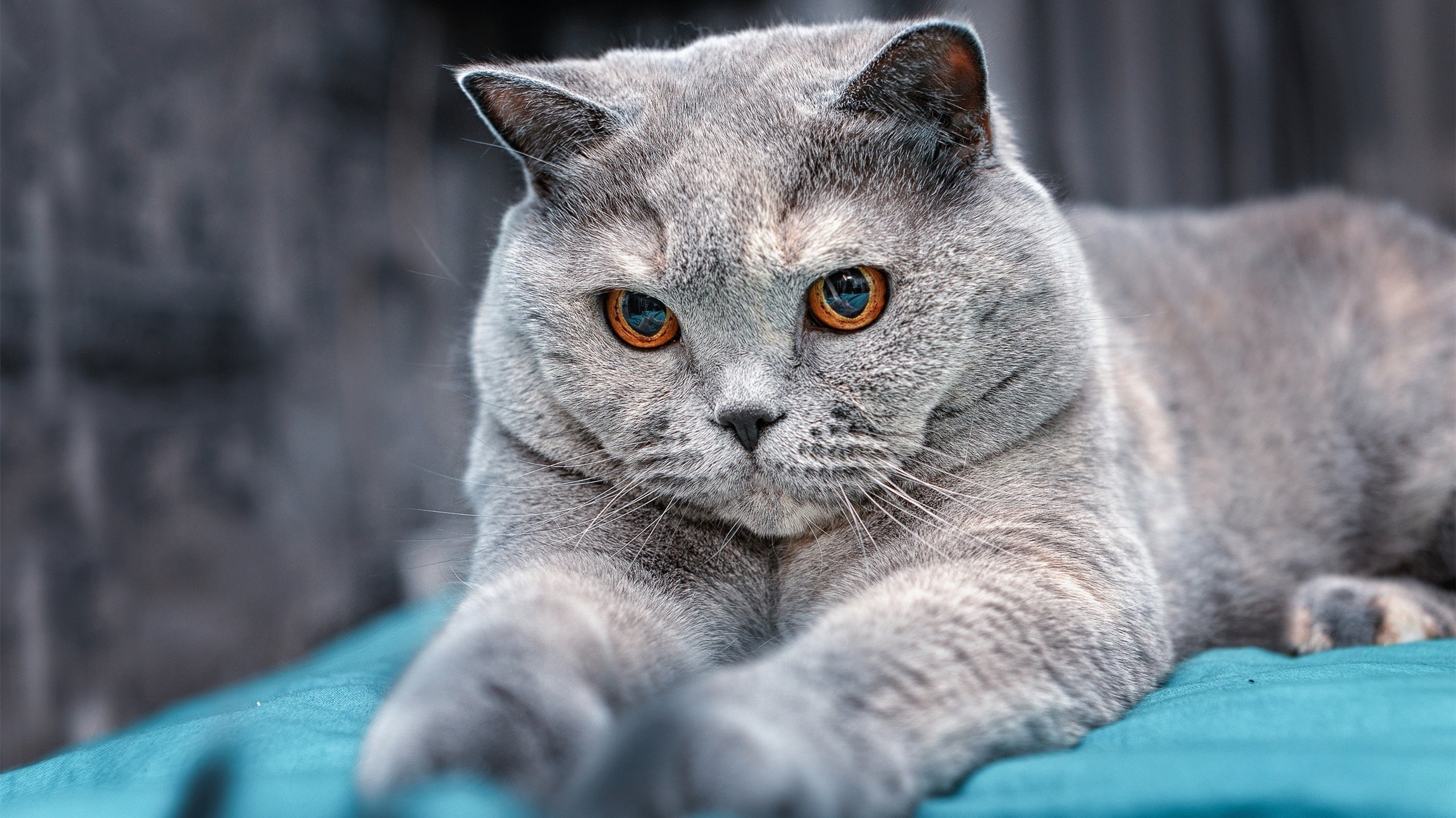 美洲杯明星闪耀：突破、精彩、激情！，美洲杯选手