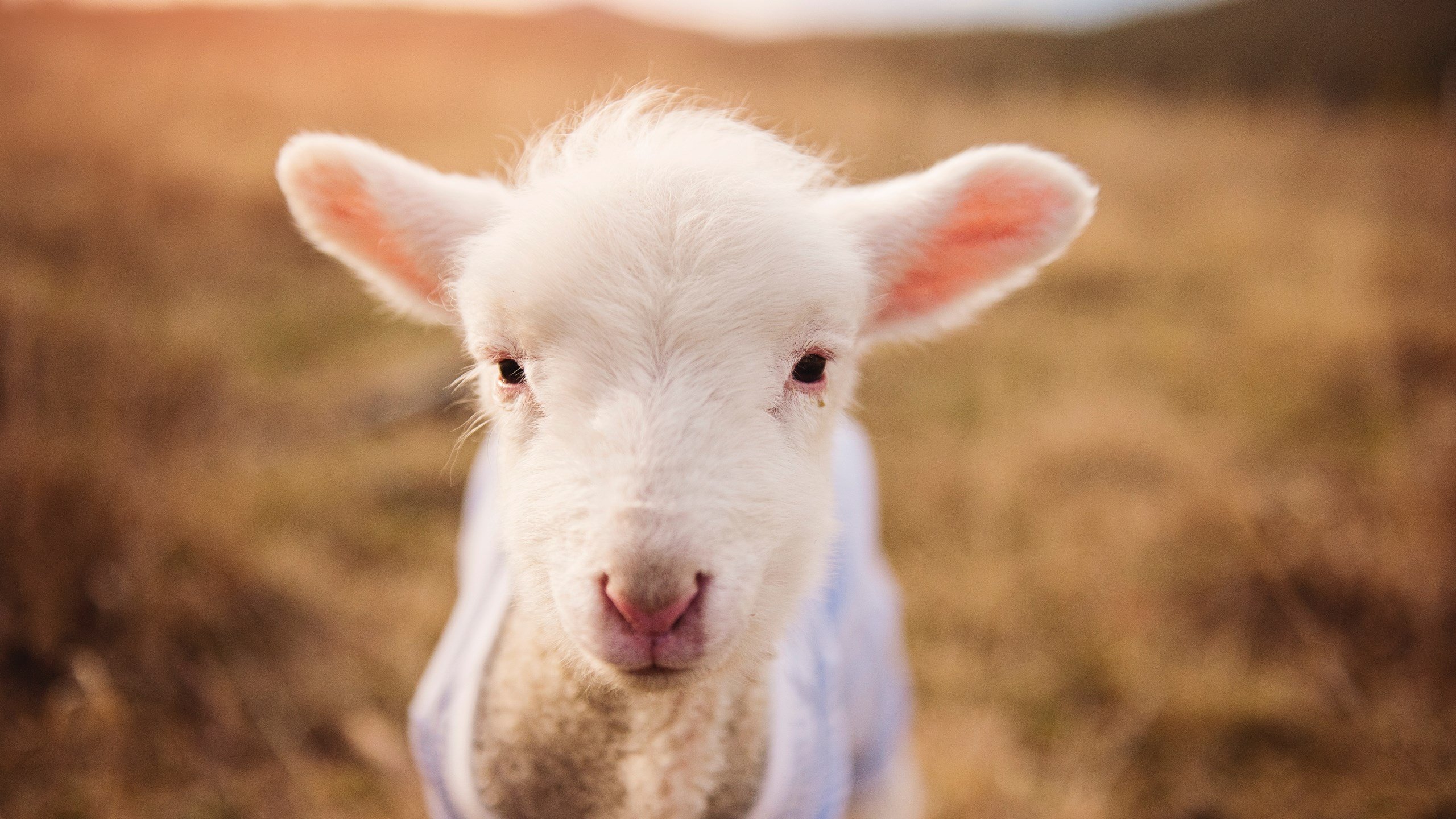 青训中心设立新秀展示赛为球员提供曝光机会,青训纳新预览