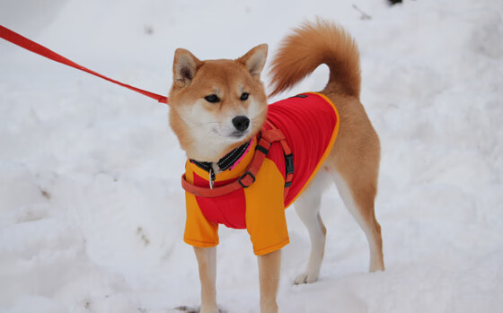 黄蜂管理层强调尊重年轻球员成长节奏，黄蜂队有哪些球员